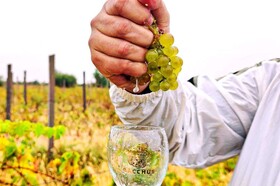 Tears of the Grapes